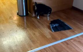 Husky Pup vs. Water Bowl - Animals - VIDEOTIME.COM