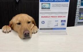 The Best Cashier Ever