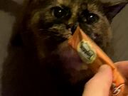 Cat is OBSESSED with Kitty Gogurt - Animals - Y8.COM