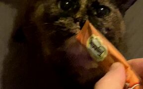 Cat is OBSESSED with Kitty Gogurt - Animals - VIDEOTIME.COM