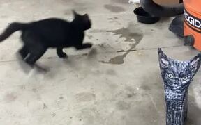 Kitten is Very Suspicious of Doppelganger - Animals - VIDEOTIME.COM