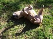 Upside-Down Dog with Lively Legs - Animals - Y8.COM