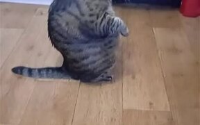 Large Cat Sits Up Like a Person - Animals - VIDEOTIME.COM