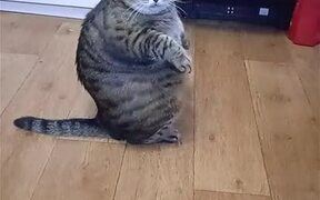 Large Cat Sits Up Like a Person