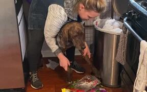 Making Louis the Catahoula Clean up His Trash Mess - Animals - VIDEOTIME.COM