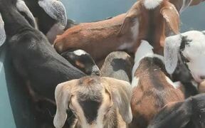 Transporting a Wheelbarrow Full of Baby Goats - Animals - VIDEOTIME.COM