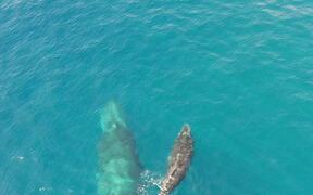 Humpback Whale and Calf in Socorro - Animals - VIDEOTIME.COM