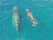 Humpback Whale and Calf in Socorro - Animals - Y8.COM