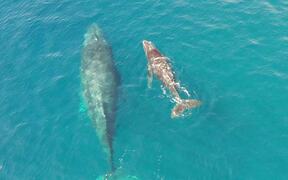 Humpback Whale and Calf in Socorro - Animals - VIDEOTIME.COM