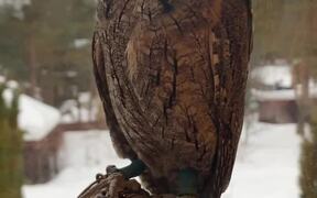 Eurasian Scops Owl Shows off Flexible Neck - Animals - VIDEOTIME.COM