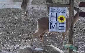 Deer Getting Feisty For Food - Animals - VIDEOTIME.COM