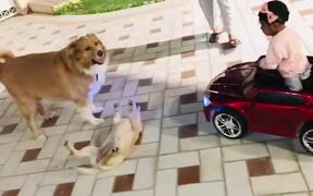 Child in Toy Car Doesn't Want Dogs to Fight - Animals - VIDEOTIME.COM