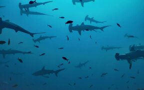 School of Hammerhead Sharks - Animals - VIDEOTIME.COM