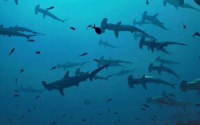 School of Hammerhead Sharks