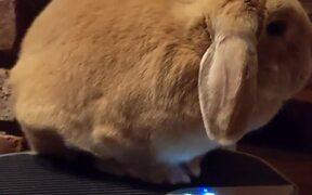 Zero Fluffs Given - Animals - VIDEOTIME.COM