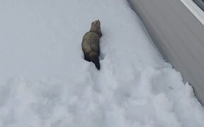 Pet Ferret Plays in the Snow - Animals - VIDEOTIME.COM