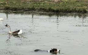 Corgi Probably Won't Catch Any Geese - Animals - VIDEOTIME.COM