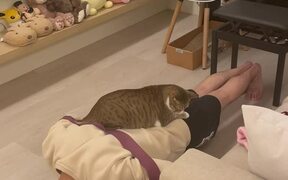 Cat Helps Its Owner with Push-Ups