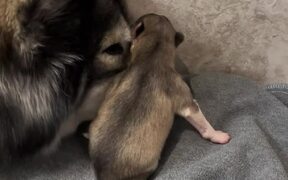 Mama Dog Snuggles With Her Pup - Animals - VIDEOTIME.COM