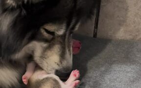 Mama Dog Snuggles With Her Pup