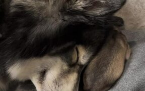 Mama Dog Snuggles With Her Pup - Animals - VIDEOTIME.COM