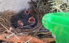Giving Baby Birds Some Water Using Spray Bottle - Animals - VIDEOTIME.COM