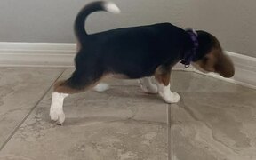 Adorable Beagle Puppy vs. Doorstop