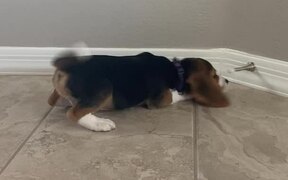 Adorable Beagle Puppy vs. Doorstop - Animals - VIDEOTIME.COM