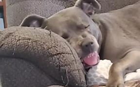 Sleeping Pit Bull Has Wild Dreams - Animals - VIDEOTIME.COM