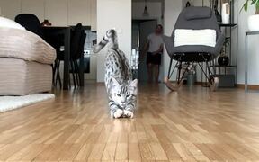 Cat Crashes into the Camera - Animals - VIDEOTIME.COM