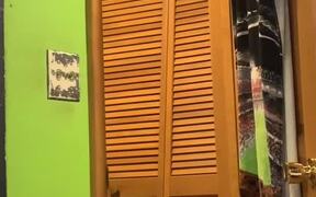 Closet Can't Keep Out Cat - Animals - VIDEOTIME.COM