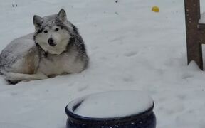 Dog Doesn't Want to Come Inside From Snow Storm - Animals - VIDEOTIME.COM