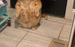 Real-Life Garfield Stands in the Corner - Animals - VIDEOTIME.COM