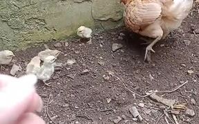 Mama Chicken Protects Chicks From Lizard