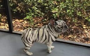 Fearsome Tiger Striped Frenchie - Animals - VIDEOTIME.COM