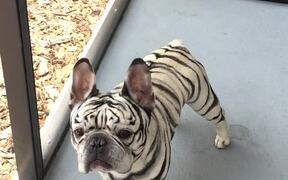 Fearsome Tiger Striped Frenchie