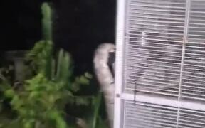 Man Finds Snake Trying to Eat His Pet Birds - Animals - VIDEOTIME.COM