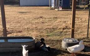 Baby Goat Watches Ducks Duke It Out