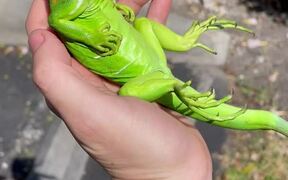 Iguana Is Vibing - Animals - VIDEOTIME.COM