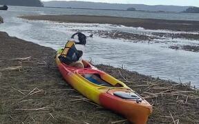 Pup Patiently Waits for Water Adventure - Animals - VIDEOTIME.COM