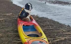 Pup Patiently Waits for Water Adventure - Animals - VIDEOTIME.COM