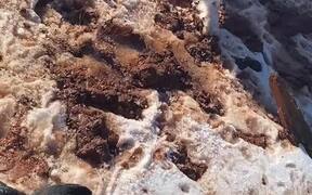 Saving Calf Stuck in Pond - Animals - VIDEOTIME.COM
