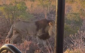 Up Close With the Lion King - Animals - VIDEOTIME.COM