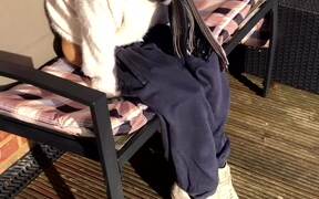 Adorable Dressed Up Dog on a Bench - Animals - VIDEOTIME.COM