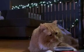 Impatient Cat Asks For Food - Animals - VIDEOTIME.COM