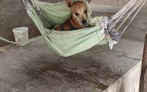 Dog Hangs Out in Hammock - Animals - VIDEOTIME.COM