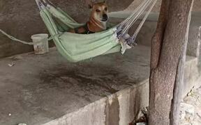 Dog Hangs Out in Hammock