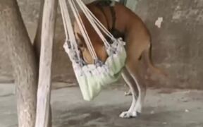 Dog Hangs Out in Hammock
