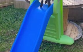 Goats Don't Know How to Slide
