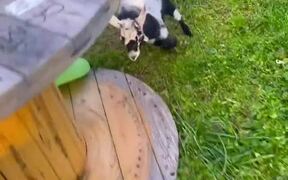 Goats Don't Know How to Slide